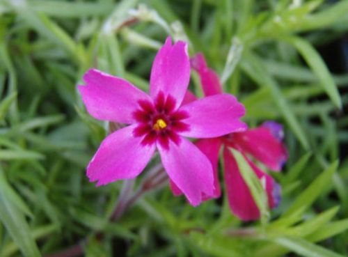 Floks szydlasty ATROPURPUREA