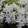 Floks szydlasty WHITE DELIGHT