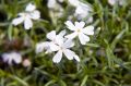 Floks szydlasty WHITE DELIGHT