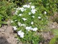 Floks szydlasty WHITE DELIGHT