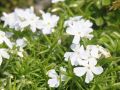 Floks szydlasty WHITE DELIGHT