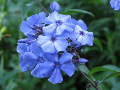 Floks Wiechowaty BLUE PARADISE