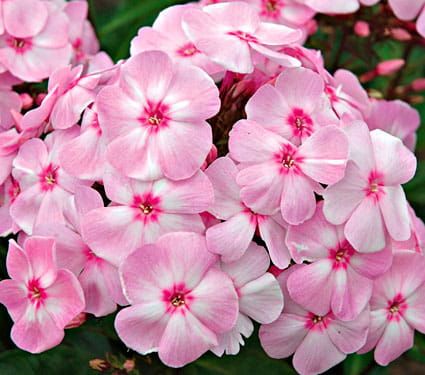 Floks Wiechowaty COMPACT ROSE