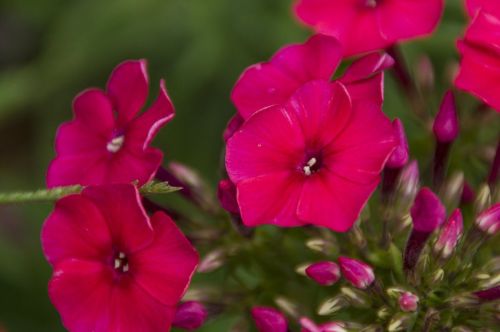 Floks Wiechowaty  CHERRY RED