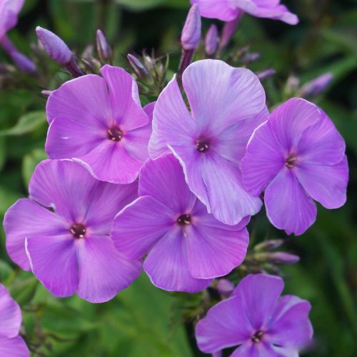 Floks wiechowaty PURPLE WHITE DITOSTEM