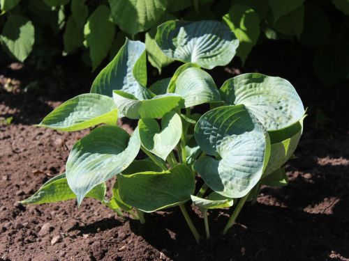 Funkia-  Hosta ABIQUA DRINKING GOURD