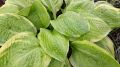 Funkia - HOSTA AMERICAN DREAM