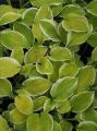 Funkia - HOSTA AMERICAN DREAM