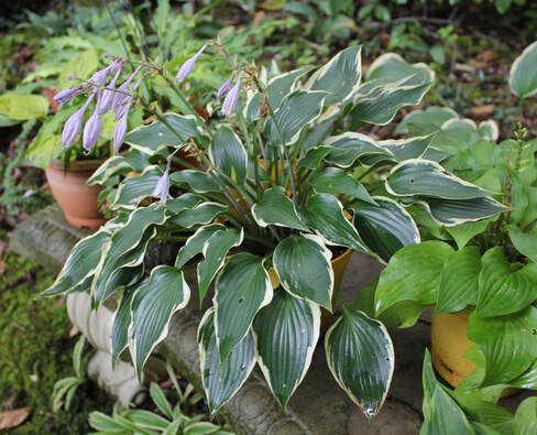 Funkia - HOSTA BOLD EDGER 4 -letnia