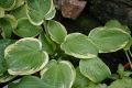 Funkia - HOSTA BOLD EDGER