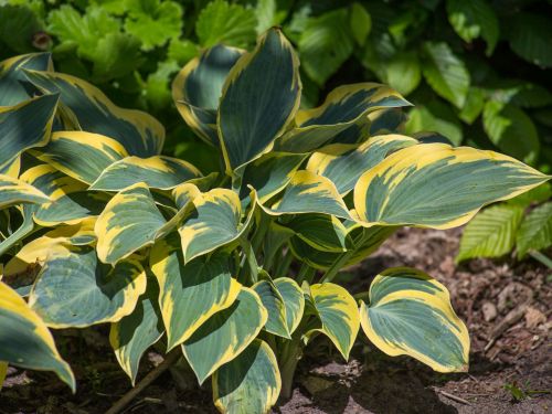 Funkia - HOSTA FIRST FROST