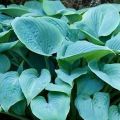 Funkia - HOSTA FRAGANT BLUE
