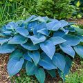 Funkia - HOSTA FRAGANT BLUE