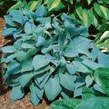 Funkia - HOSTA FRAGANT BLUE