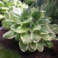 Funkia - HOSTA FRAGANT BOUQUET