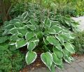 Funkia - HOSTA FRANCEE
