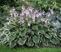 Funkia - HOSTA FRANCEE