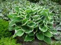Funkia - HOSTA FRANCEE