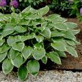 Funkia - HOSTA FRANCEE