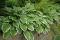 Funkia - HOSTA FRANCEE
