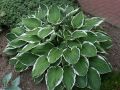 Funkia - HOSTA FRANCEE