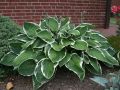 Funkia - HOSTA FRANCEE