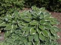 Funkia - HOSTA FRANCEE