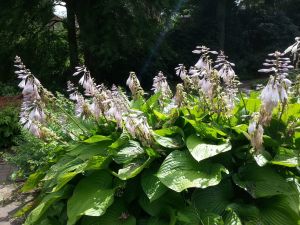 Funkia - Hosta KANTUNG