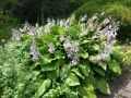 Hosta KANTUNG