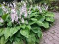 Hosta KANTUNG