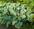 Funkia - HOSTA KROSSA REGAL