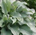 Funkia - HOSTA KROSSA REGAL