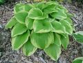 Funkia - HOSTA MEMORIES OF DOROTHY