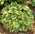 Funkia - HOSTA MEMORIES OF DOROTHY