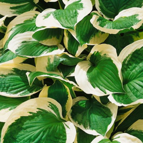 Funkia - HOSTA PATRIOT