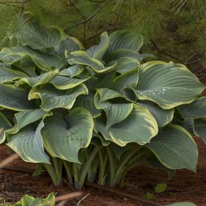 Funkia - HOSTA REGAL SPLENDOR