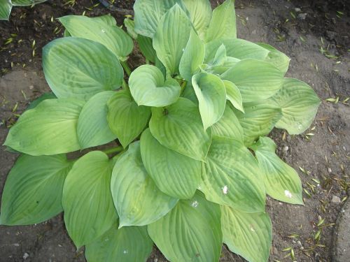 Funkia - HOSTA SHEILA WEST