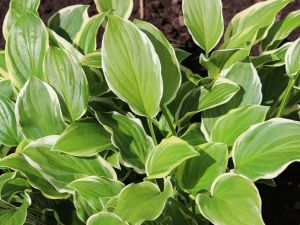 Funkia - HOSTA SO SWEET