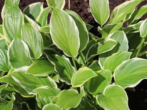 Funkia - HOSTA SO SWEET