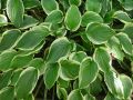Funkia - HOSTA SO SWEET