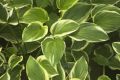 Funkia - HOSTA SO SWEET