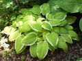 Funkia - HOSTA ST. ELMO'S FIRE 4-letnia