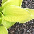 Funkia - HOSTA ST. ELMO'S FIRE 4-letnia