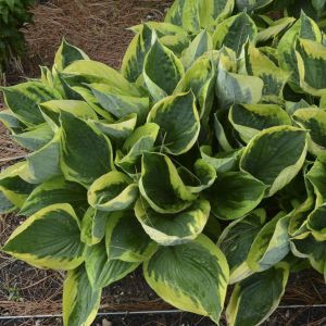Funkia - HOSTA TWILIGHT