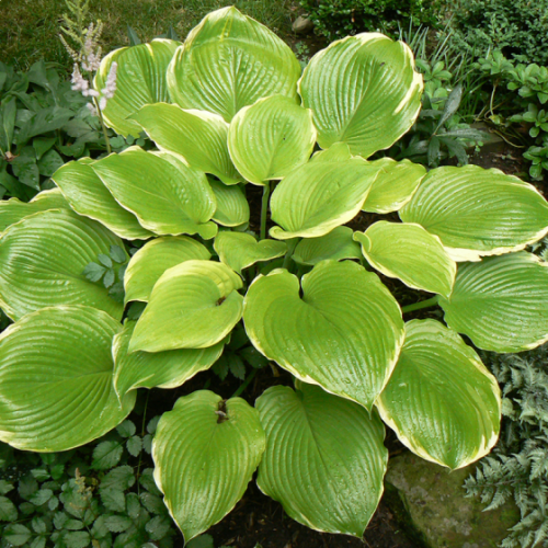 Funkia - HOSTA WINTER SNOW