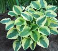 Funkia - Hosta BRIM CUP