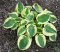 Funkia - Hosta BRIM CUP