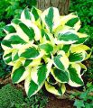 Funkia - Hosta BRIM CUP