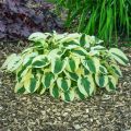 Funkia - Hosta BRIM CUP