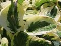 Funkia - Hosta BRIM CUP